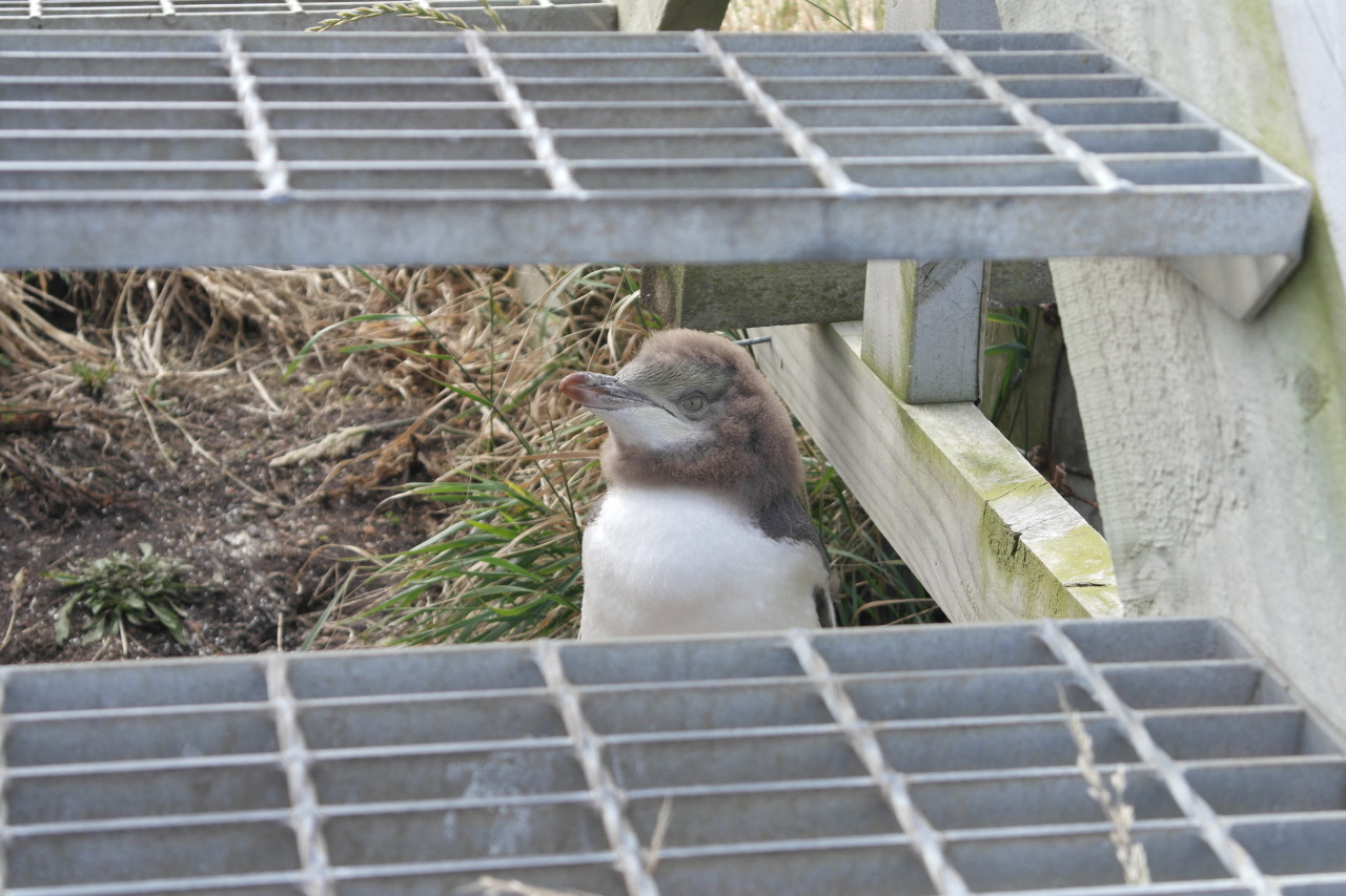 007 Moeraki Young Penguin Under Stairs