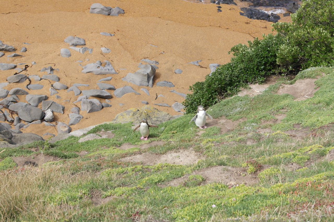 007 Moeraki Penguins on Cliff