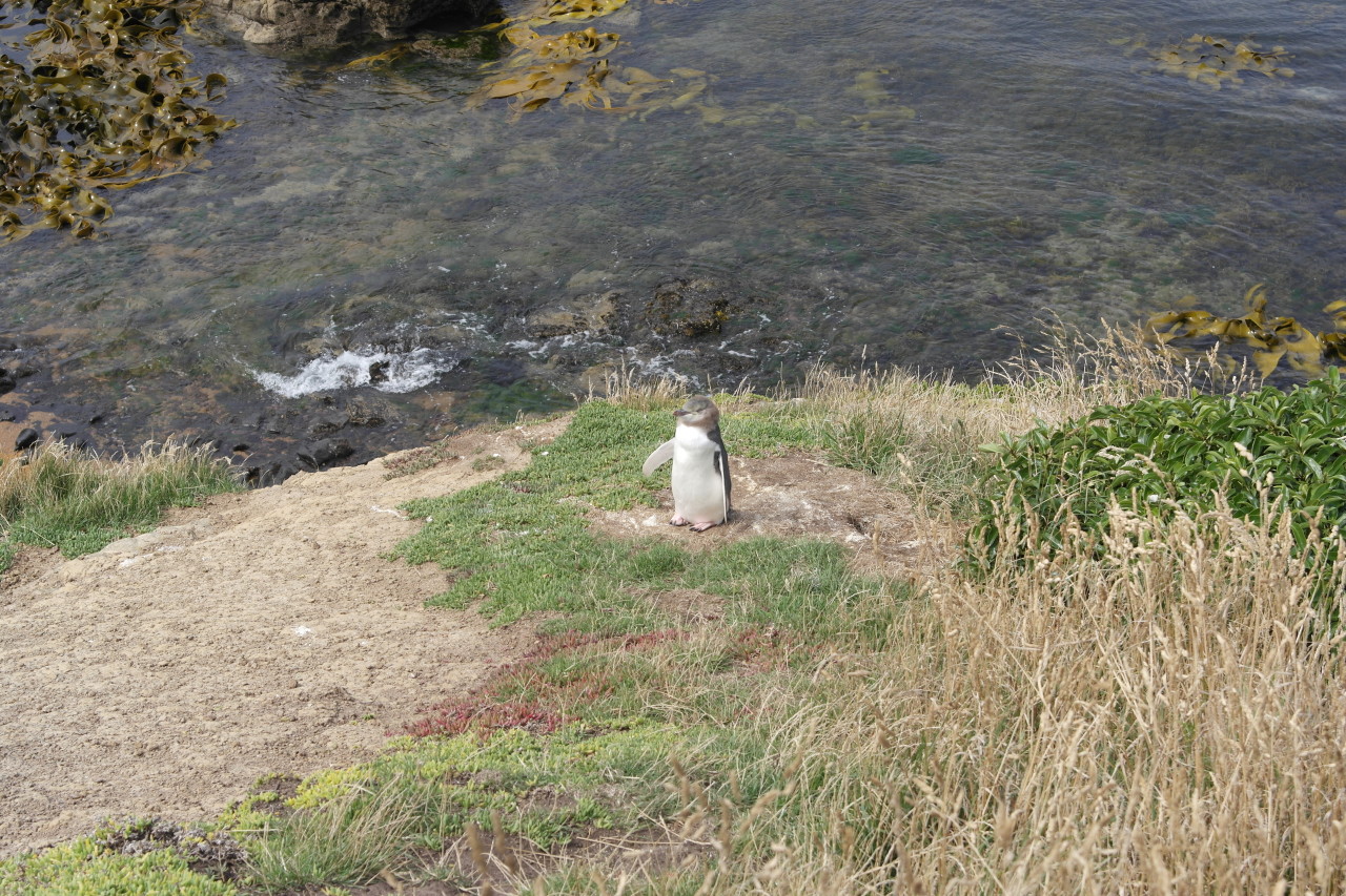 007 Moeraki Young Penguin Standing