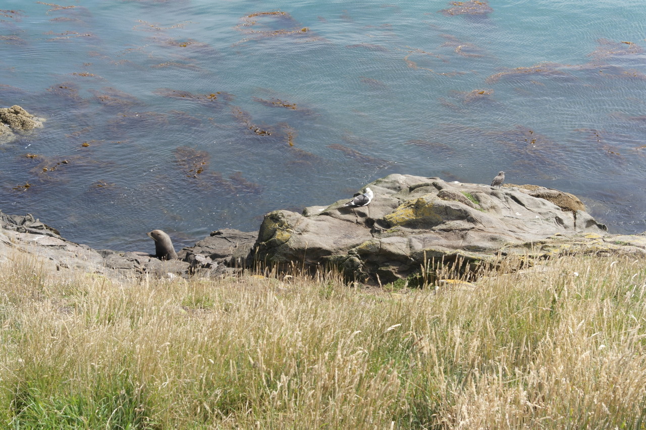 007 Moeraki Seal Gull Bird