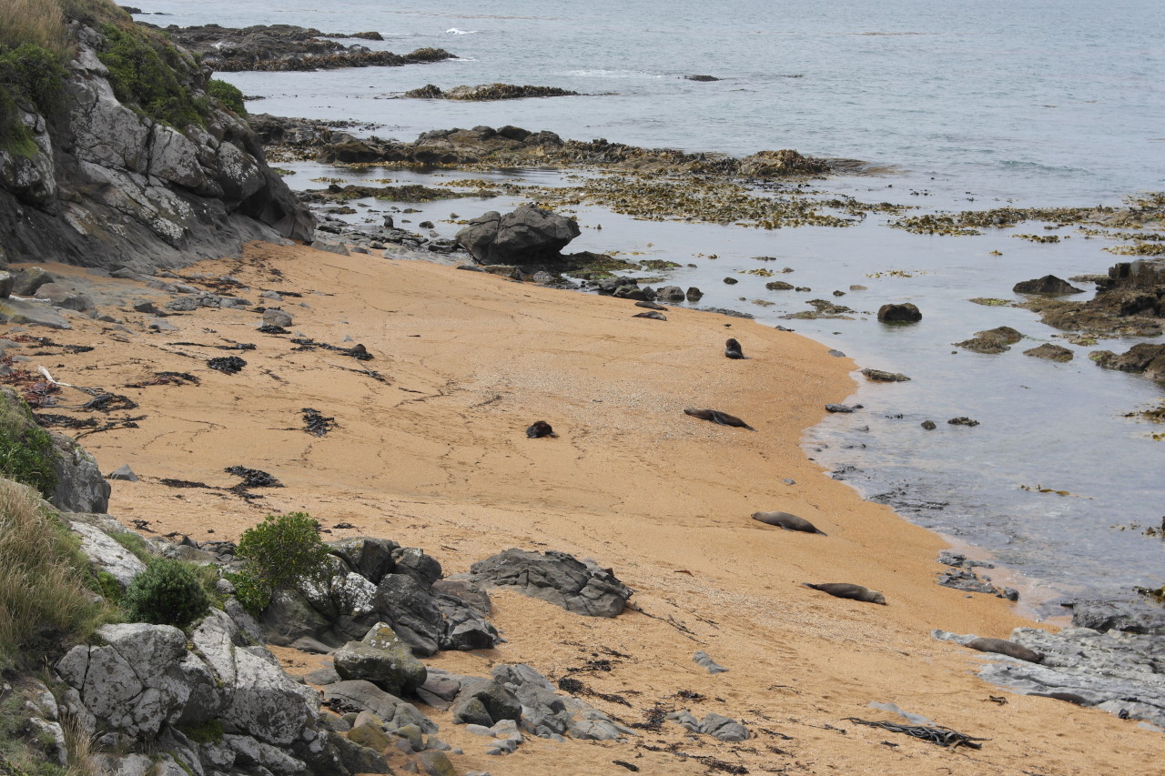 007 Moeraki Seals Beach