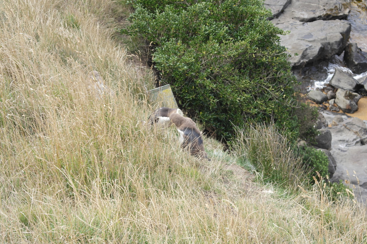 007 Moeraki Penguin Feeding