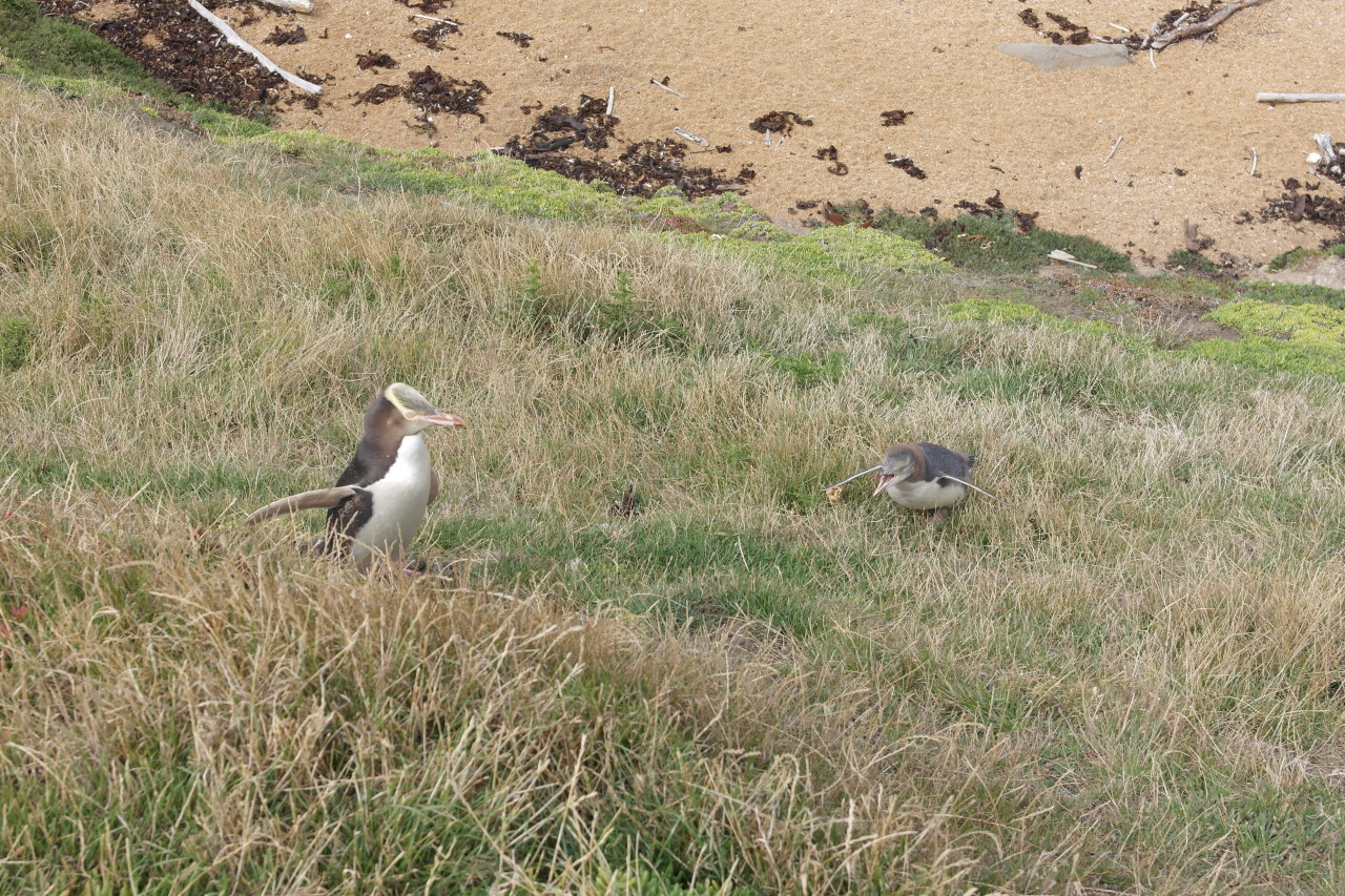 007 Moeraki Penguin And Young One Crying