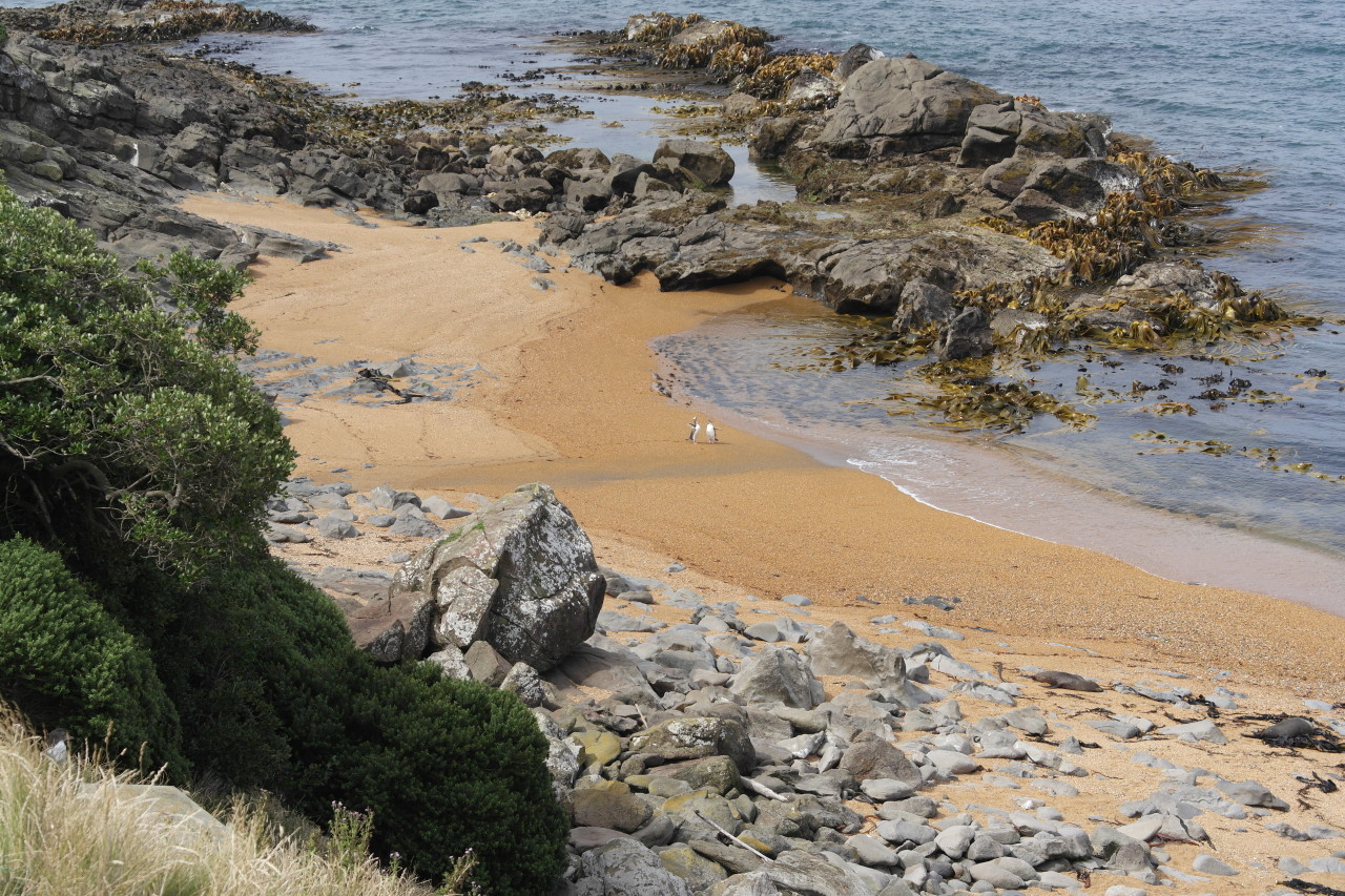 007 Moeraki Penguins Greeting