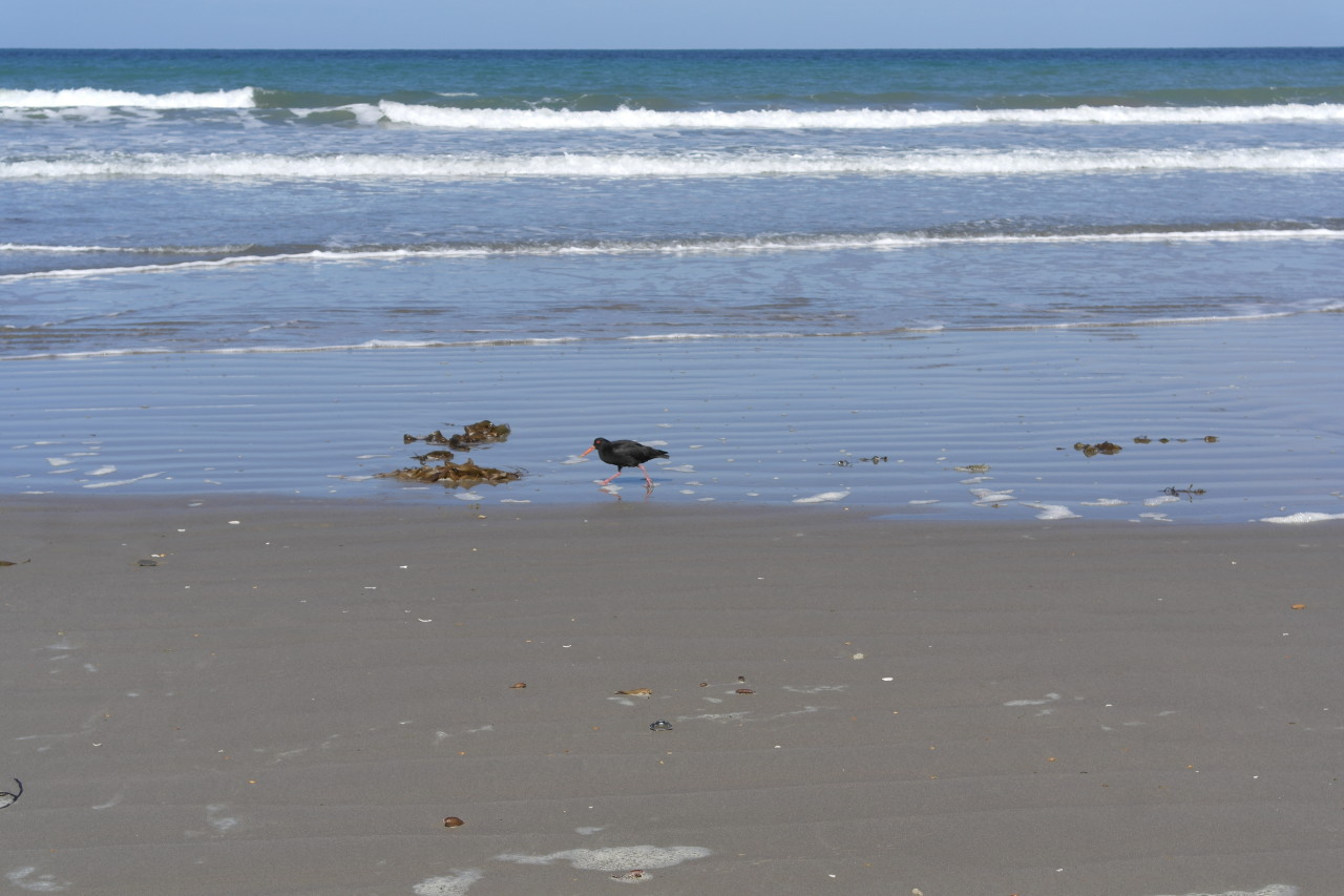 007 Moeraki Oystercatcher