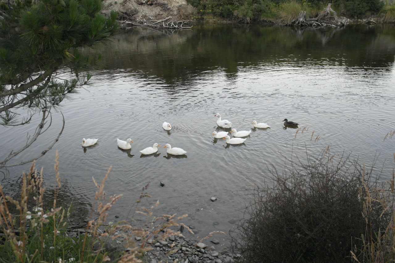 007 Moeraki Geese