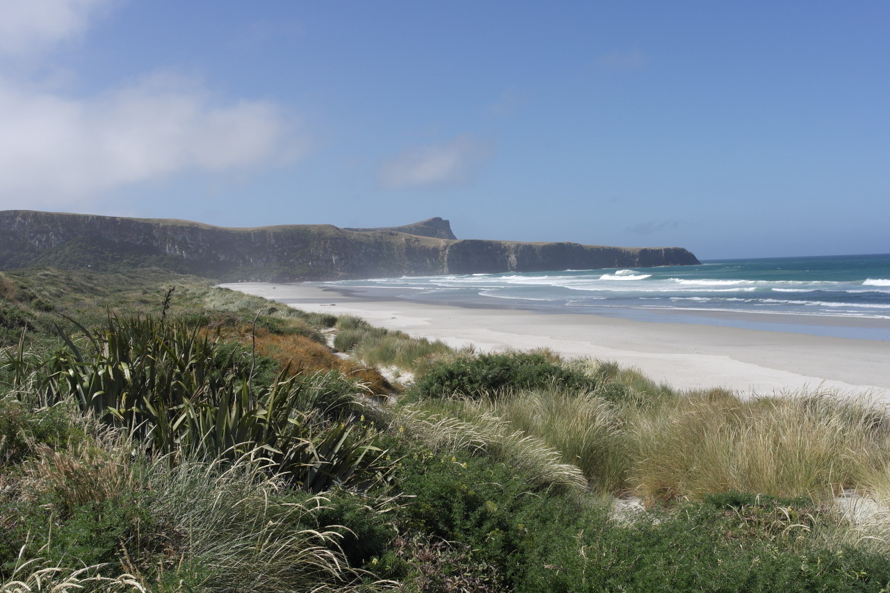 Blick auf den Strand vom Wanderweg. Bis 1990 war hier alles Kuhweide, erst dann wurde wieder die ursprünglichen Büsche und Gräser angepflanzt. Sieht gut aus!