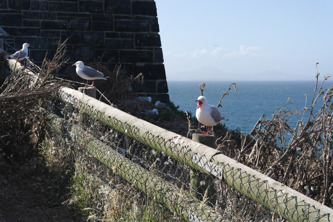 008 Otago Gulls Sitting