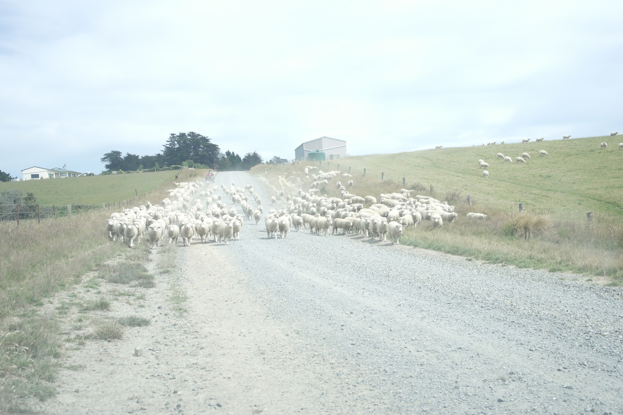 Ein Schaf war dann noch ausgebüxt und der Bauer ist auf seinem Quad über das Feld geheizt, um es rabiat wieder einzufangen!