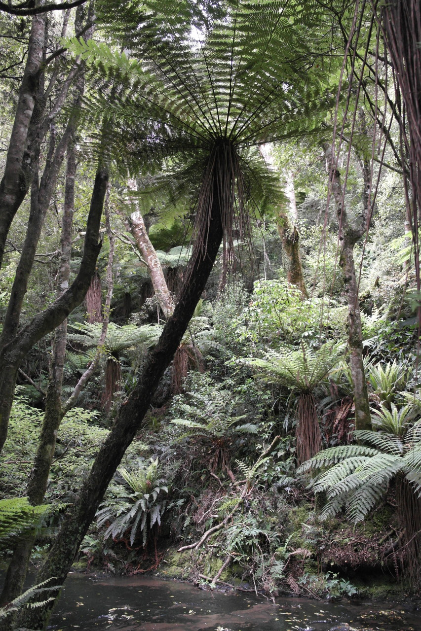 009 Catlins Fern Tree