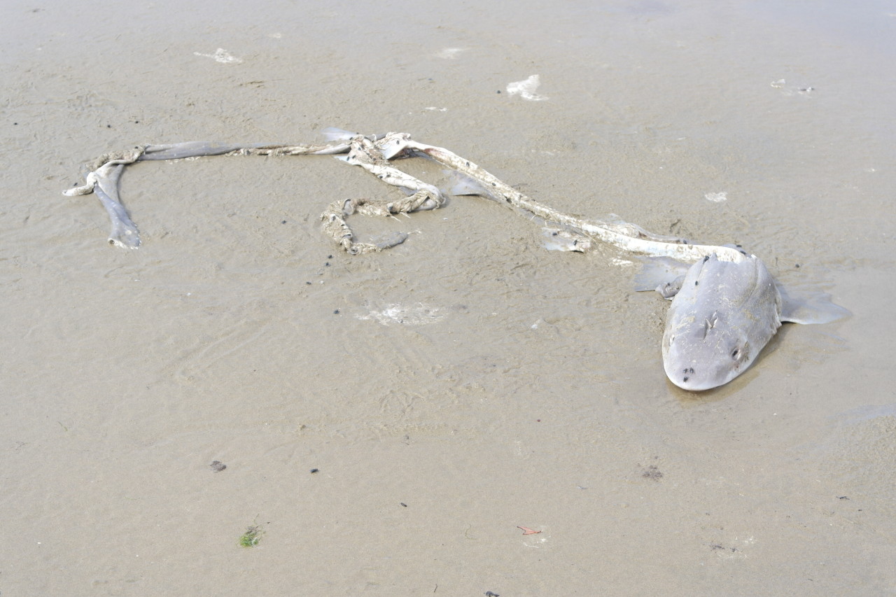 009 Catlins Beach Shark