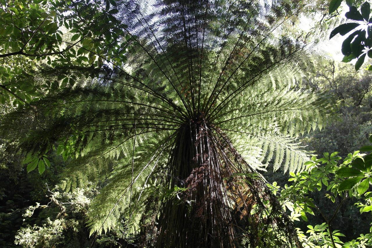 009 Catlins Big Fern Tree