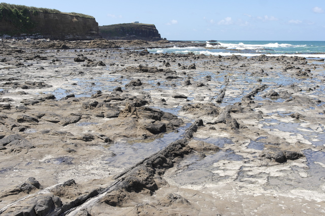 009 Catlins Curio Bay Tree Trunks