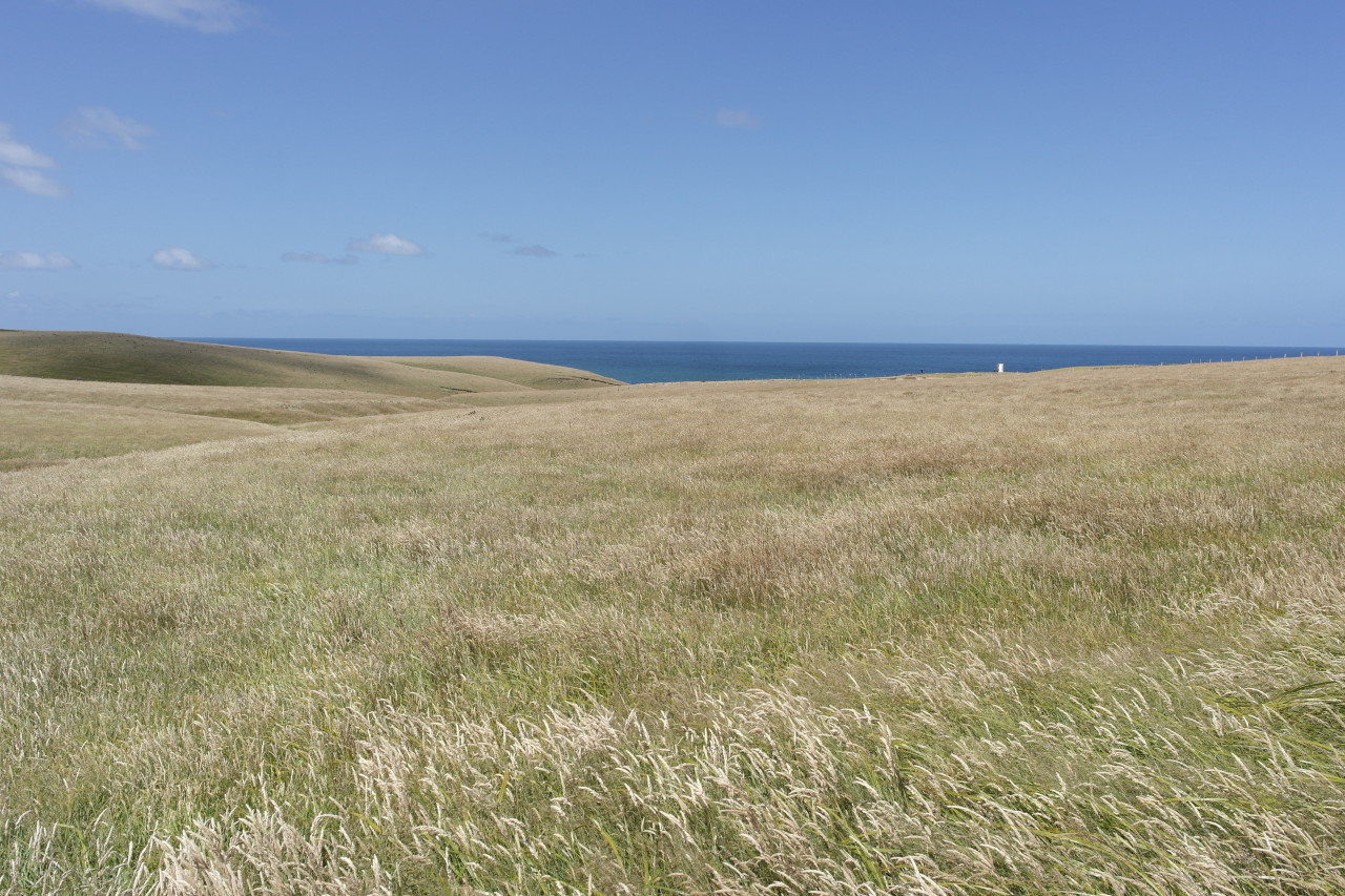 009 Catlins Slope Point 2 Gras