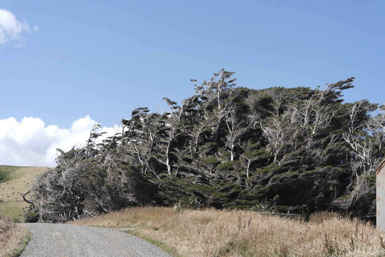 009 Catlins Slope Point Trees