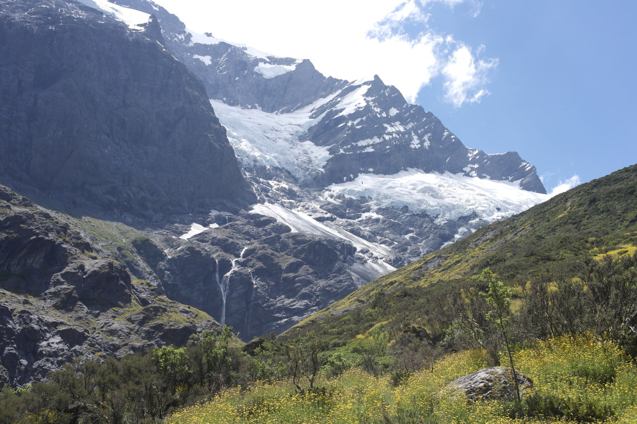 Almblumen und Gletscher über der Baumgrenze.