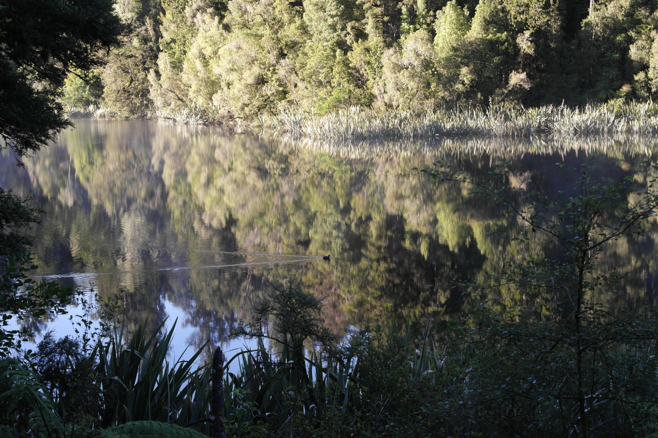 017 Fox Glacier Lake Matheson Reflections 1