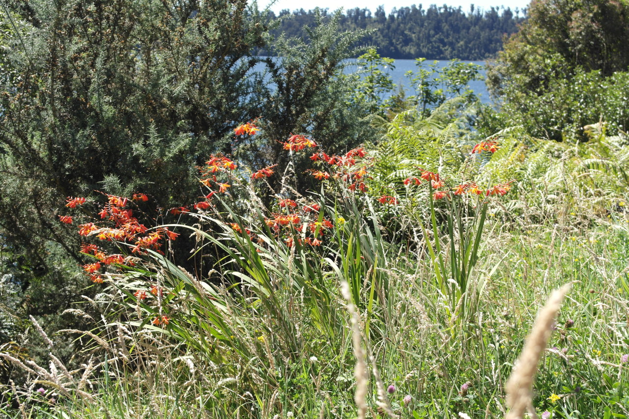 Am Lake Ianthe konnte ich erstmals diese roten Blumen fotografieren. Sie wachsen hier überall, vor allem am Straßenrand und geben dem ganzen Grün einen netten Farbtupfer.