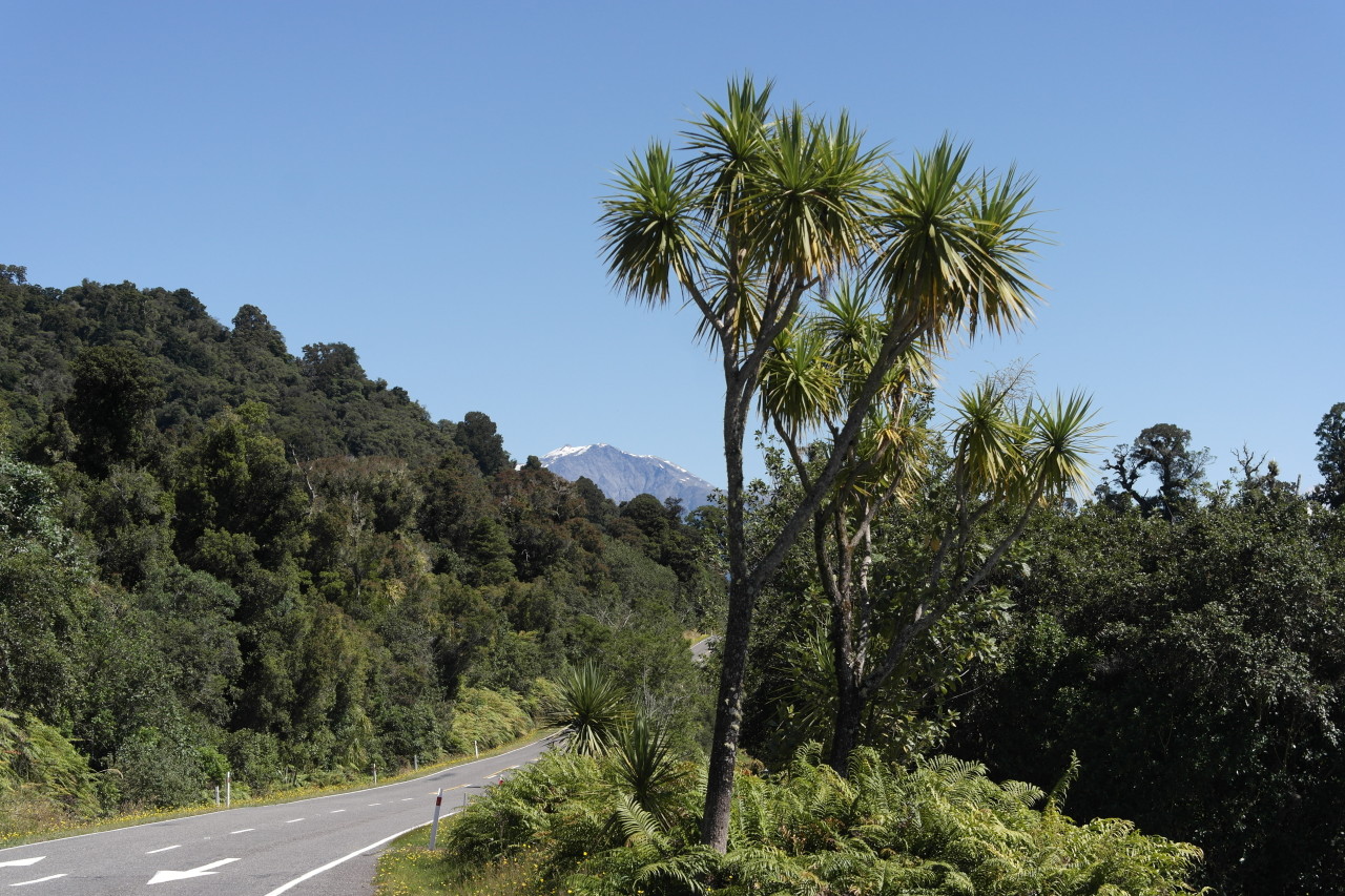 018 To Punakaiki Lake Ianthe Palms Mountains