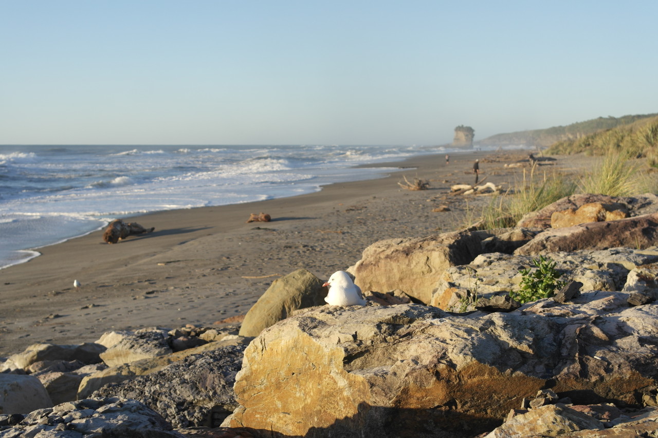 019 Punakaiki Beach Sole Rock Gull