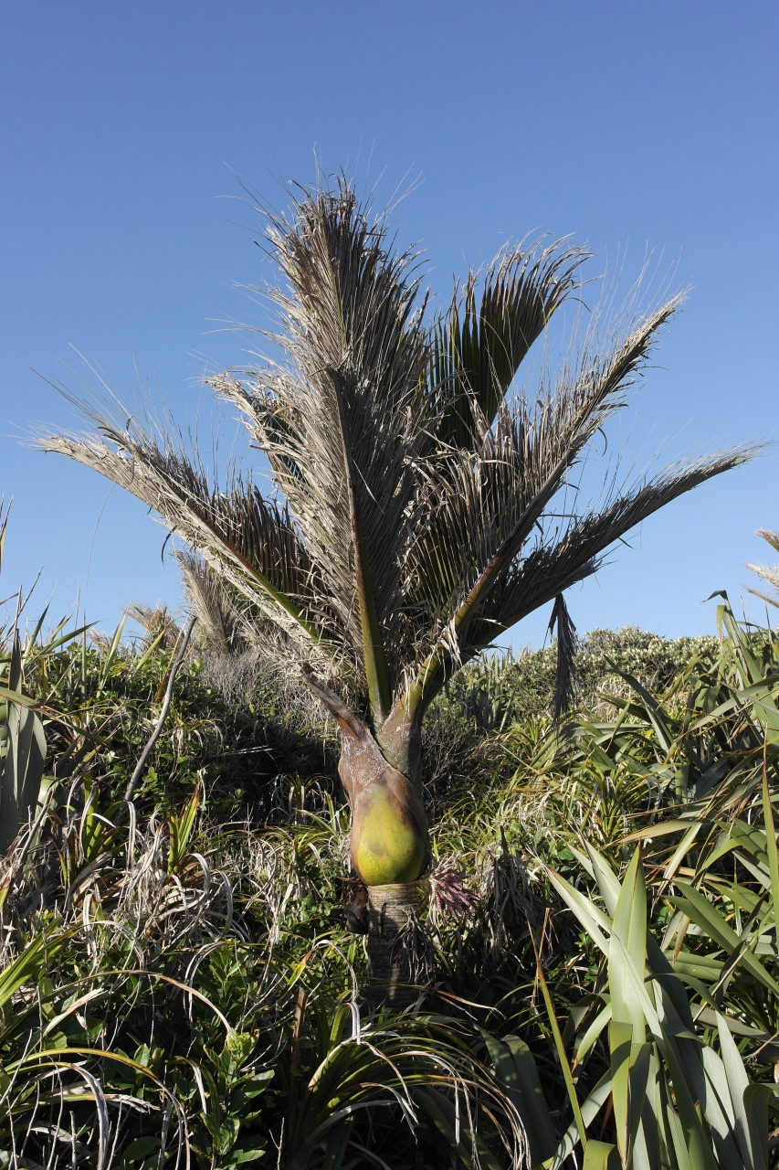 Eine Nicau-Palme. Es gibt hier keine andere Palmenart.