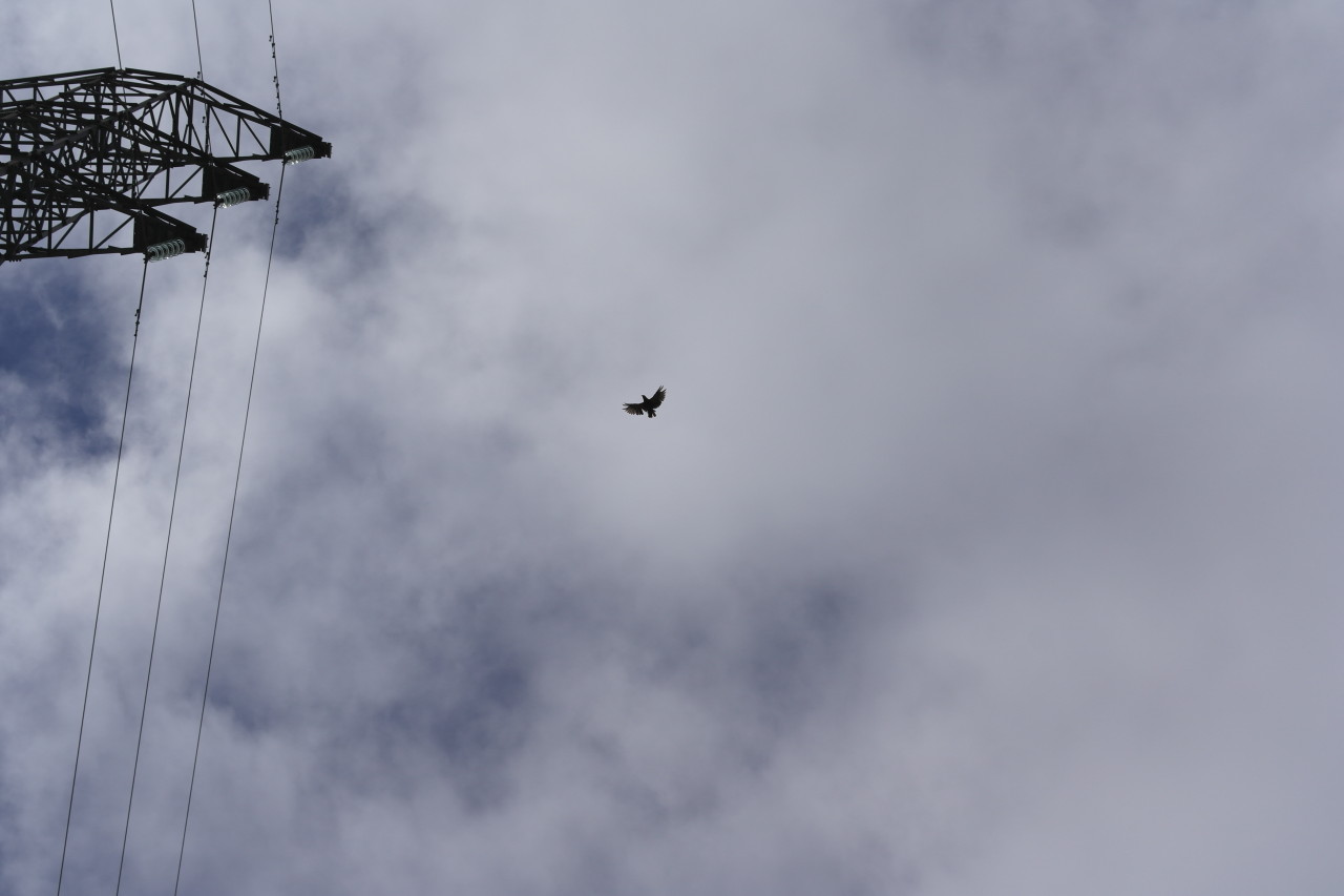 Ganz oben am Pass fliegen mehrere Keas durch die Lüfte und immer wieder über mich drüber. Leider kommt das schöne rote Gefieder nicht rüber. Laut schreiend sind sie dann in ihren Bauten am angrenzenden Berg verschwunden.