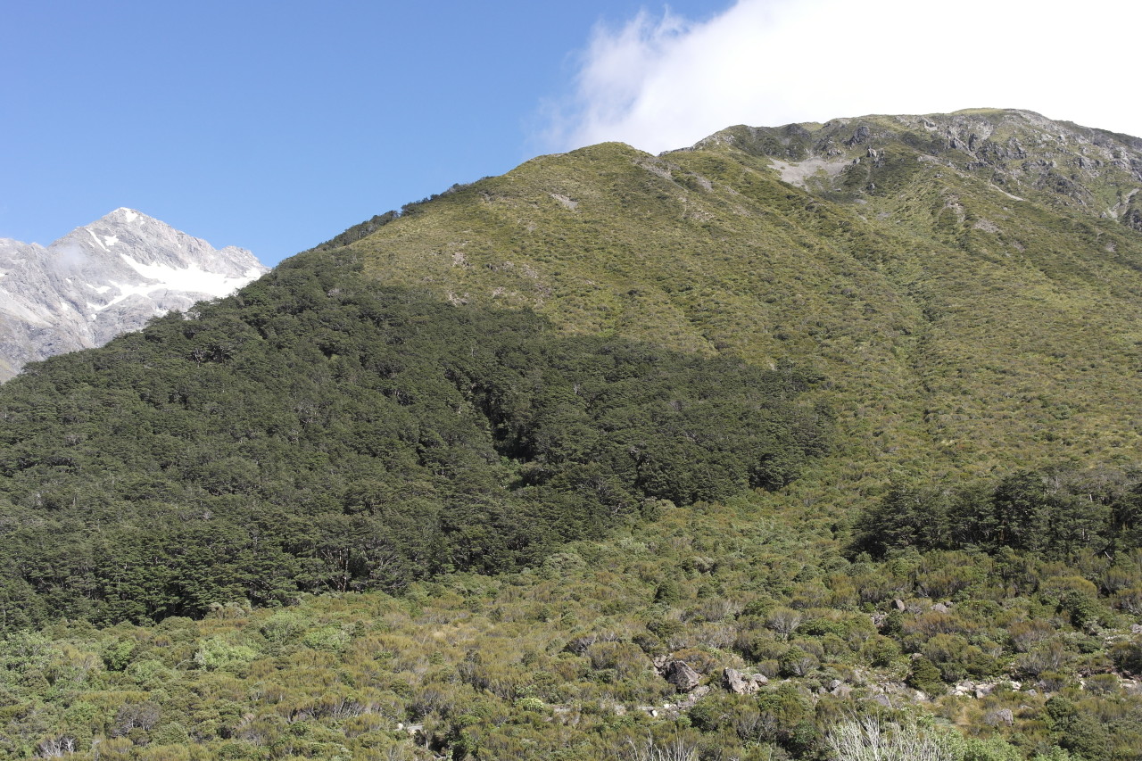 020 Coast To Coast Arthur's Pass Tree Line