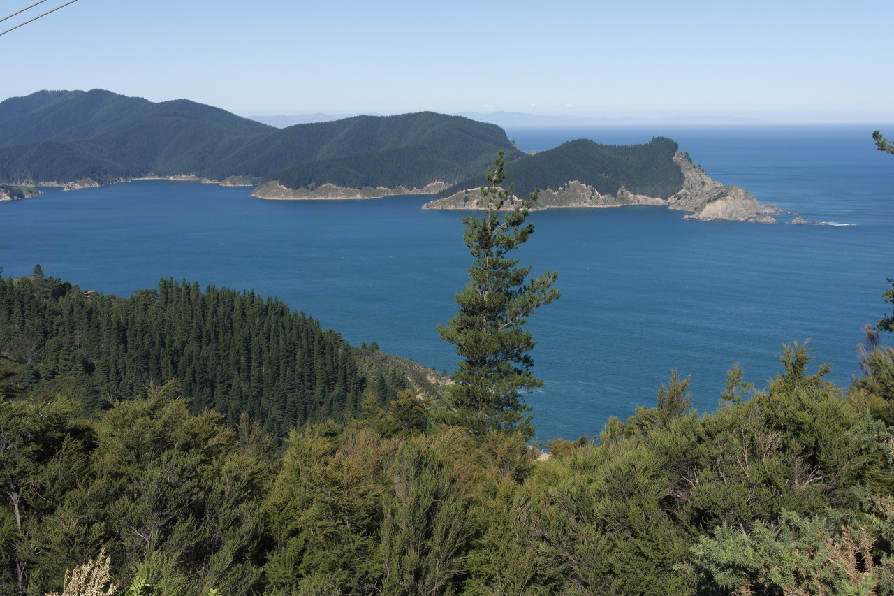 Die ersten Ausläufer des Marlborough Sounds. Der Nadelwald ist in NZ nicht heimisch und wird nur aus forstwirtschaftlichen Gründen angebaut. Ich finde das nicht sehr hübsch.