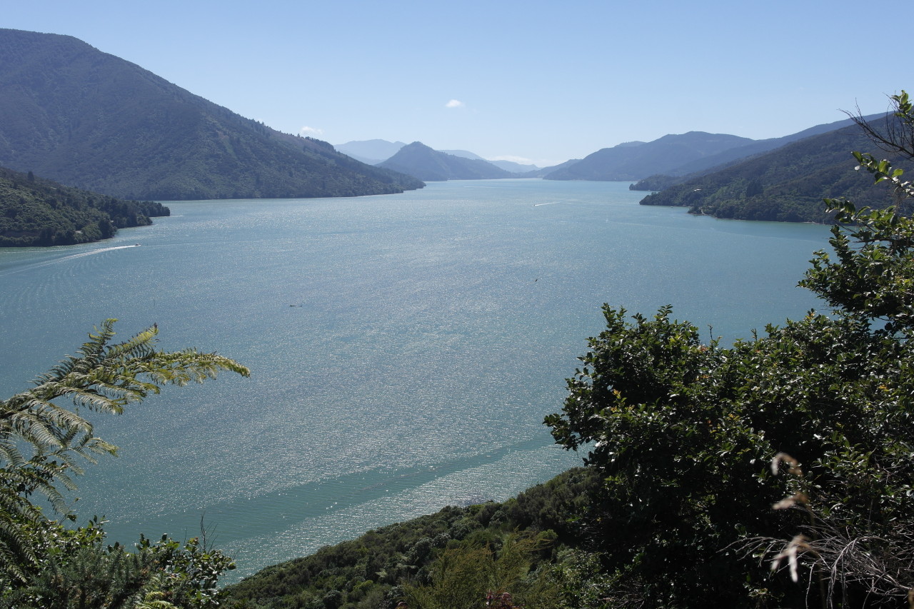 021 Marlborough Sounds Grove Arm Towards Queen Charlotte Sound