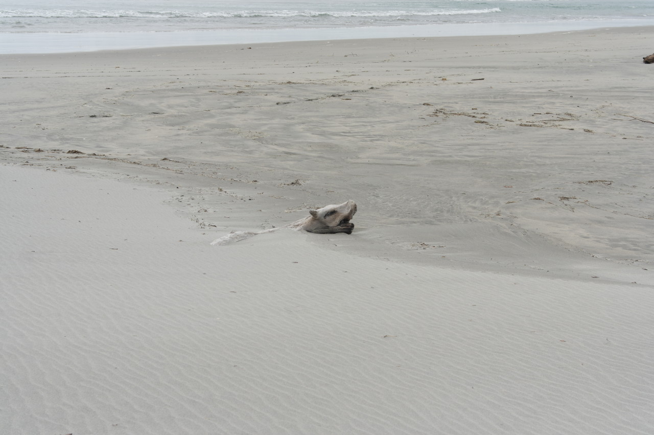 Hilf doch einmal jemand dem armen Schwein, aus dem Sand rauszukommen...!!