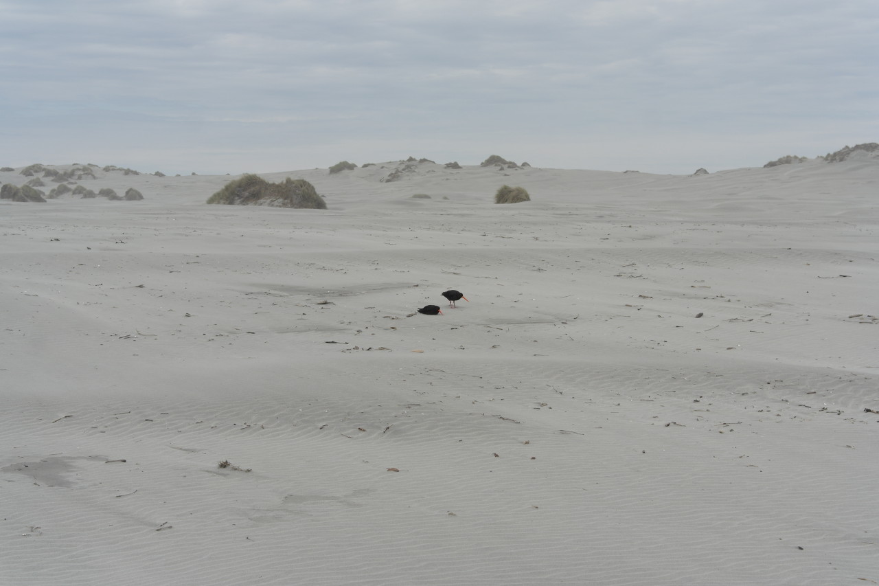 Meine Lieblingswasservögel sind aber immer die Oyster Catcher mit ihrem langen, orangenen Schnäbeln und ihrer staksigen Laufweise.