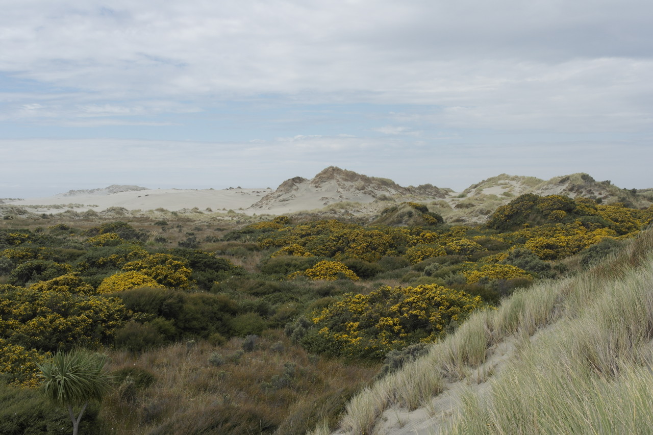 023 Farewell Spit Dunes Bushes