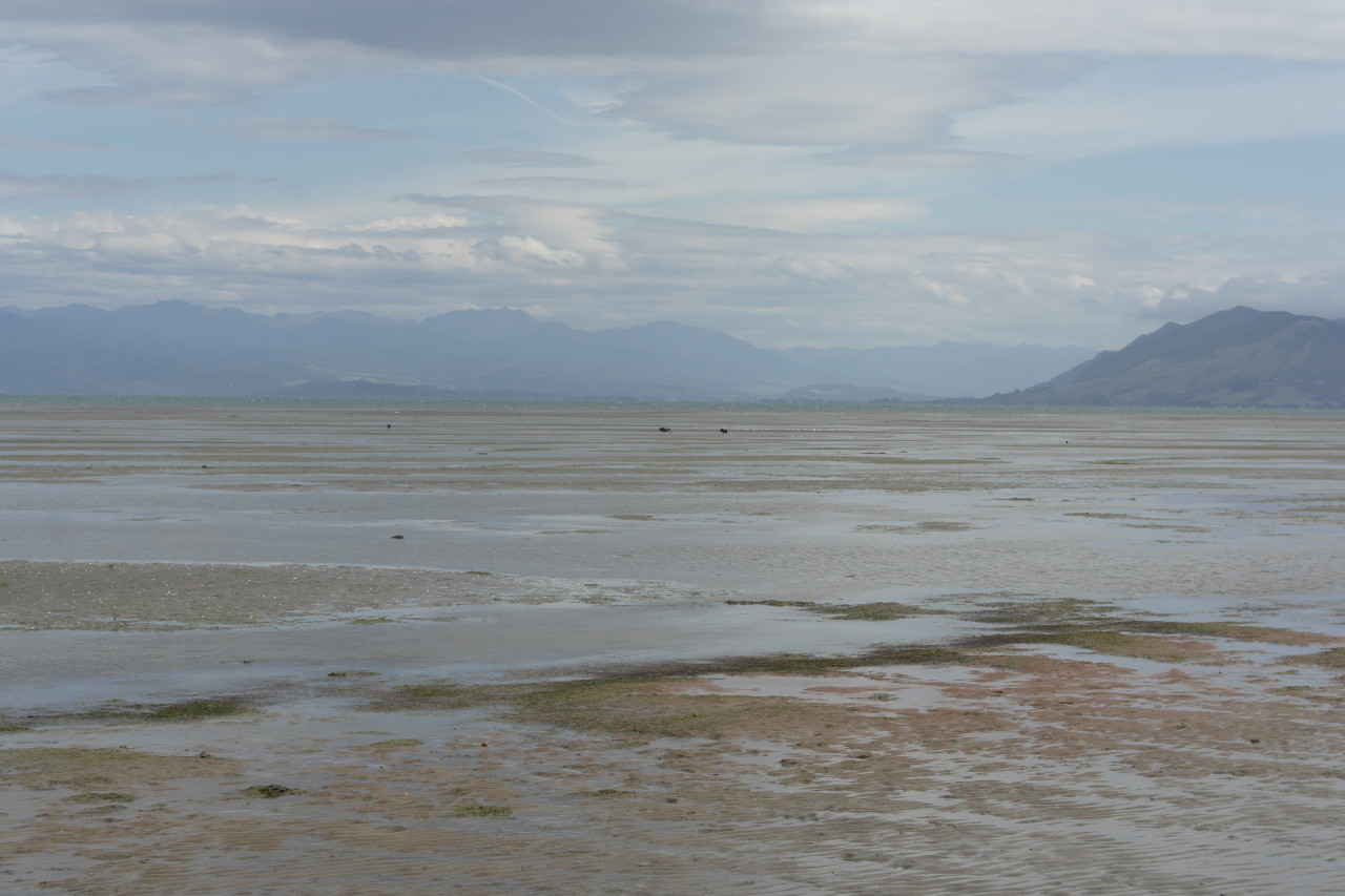 023 Farewell Spit Inner Bay Low Tide Birds Mountains