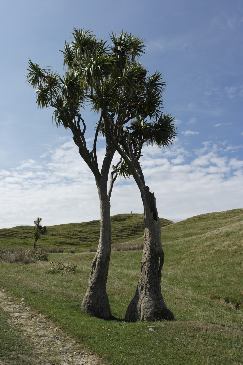 023 Farewell Spit Cape Sole Palm Tree