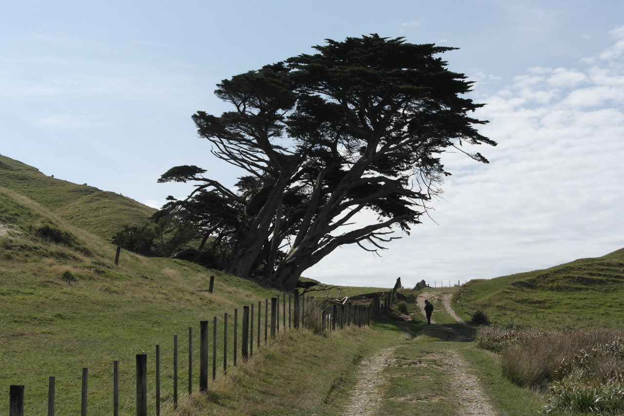 023 Farewell Spit Cape Wind Bent Trees