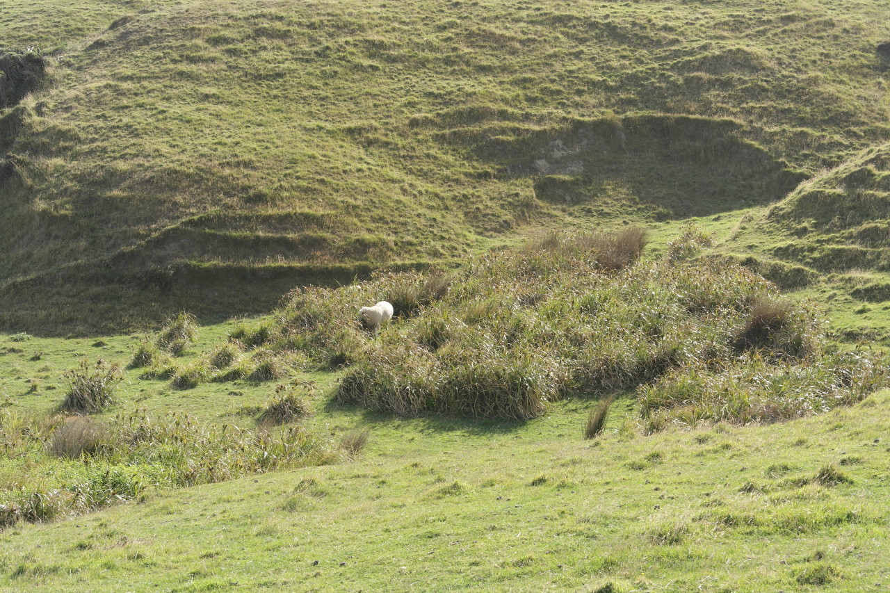 023 Farewell Spit Cape Sheep