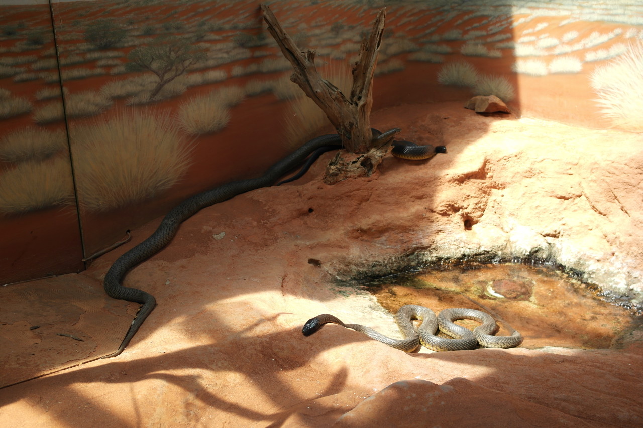 Die giftigste Schlange der Welt, der Inlandtaipan. Sie lebt in einer abgelegenen Wüstenregion. Die Gefahr, dass ich sie treffe, sollte also sehr gering sein. Ein Biss könnte theoretisch 250 Menschen töten.